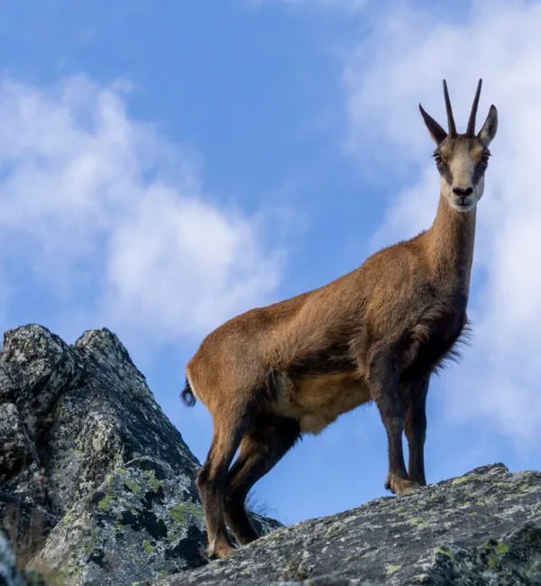Sentiero Roma "Variante Gigiat": il trekking perfetto in Val Masino